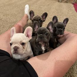 Bulldog and French Bulldog Puppies from Crystals Bulldog Bungalow
