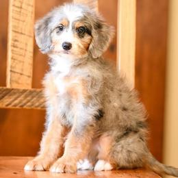 Gypsy - Blue merle female Bernedoodle puppy in Dundee, Ohio from Down Home Doodle