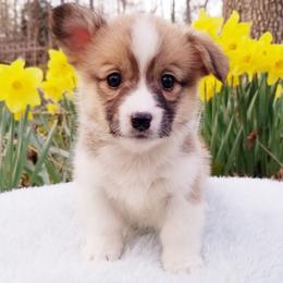 American Corgi and Pembroke Welsh Corgi Puppies from Whimsical Treasure Corgis