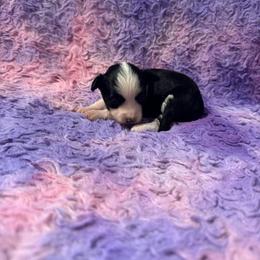 Girl 1 - Black and white female Chinese Crested puppy in Auburn, Kansas from TopBrass Kennels