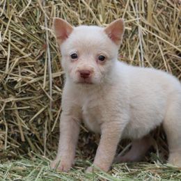 Cactus - Red speckled male Australian Cattle Dog puppy in Tucson, Arizona from Socattleranch’s Corgi’s