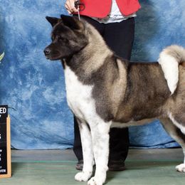 Akita and Shiba Inu from Day Dream Shiba Inu’s