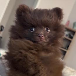 Teddy - Chocolate male Pomeranian puppy in Spring, Texas from Cece’s Perfect Poms