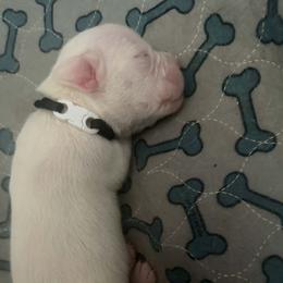 Black - White female Boxer puppy in Evington, Virginia from Boxer Tails