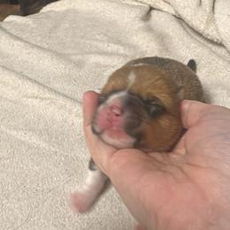 Atry - Sable male Pembroke Welsh Corgi puppy in San Antonio, Texas from Moonrise