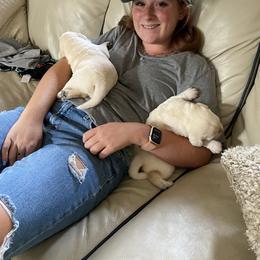 Labrador Retriever Puppies from Southern Tails Labradors