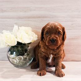 Michael - Red  male Goldendoodle puppy in Kissimmee, Florida from Poodle Doodle Kennels