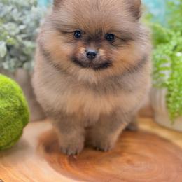 Vinnie - Red sable male Pomeranian puppy in Gilroy, California from Belt Fed Kennels
