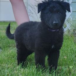 Girl 3 Purple collar - Black female Belgian Sheepdog puppy in Green Bluff, Washington from Clawson Belgians