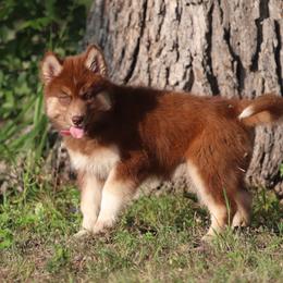 Cooper - Red and white female Siberian Husky puppy in Gorman, Texas from Bransford Paw Pack/Timber Huskies