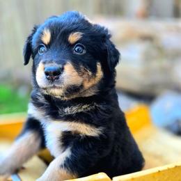Freddy - Black tri-color male Australian Shepherd puppy in Salem, Oregon from Steady Aim Aussies
