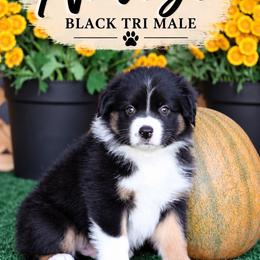 Navajo - Black tri-color male Australian Shepherd puppy in Circleville, Utah from Canyon Creek Aussies