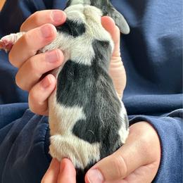 Male 5 - Black brown and white male Basset Hound puppy in Lindley, New York from Hill Top Basset Hounds & Cane Corso