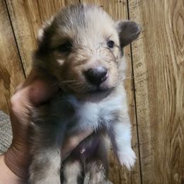 Sammy - Sable merle and white male Shetland Sheepdog puppy in Weedsport, New York from M&M Shelties and Smooch-A-Bulls English Bulldogs