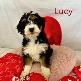 Girl 1 - Tri-color female Bernedoodle puppy in Wellsville, Kansas from Fancy Farm Manor Doodles