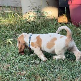 Basset Hound and Pembroke Welsh Corgi Puppies from Solo Spur Ranch