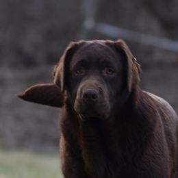 harriett - Labrador Retriever
