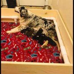 Aussiedoodle and Poodle Puppies from Arena Valley Acres LLC