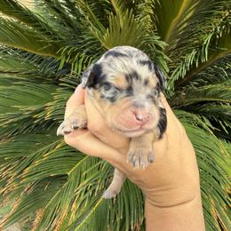 Aussiedoodle and Miniature Australian Shepherd Puppies from DLT MiniAussie