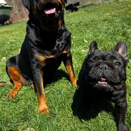 French Bulldog All Grown Up from Phoenix Rising