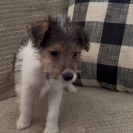 Fru Fru - White black and tan male Wire Fox Terrier puppy in Liberty, Kentucky from A day in the life of a wire fox terrier