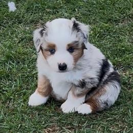 Miniature American Shepherd and Miniature Australian Shepherd Puppies from Karen Ross's Miniature American Shepherds