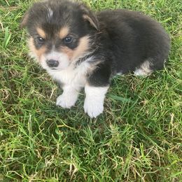 Pembroke Welsh Corgi Puppies from Red Wagon Farm