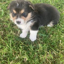 Pembroke Welsh Corgi Puppies from Red Wagon Farm