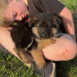 Miss Red - Black and red female German Shepherd puppy in Lawton, Michigan from Free Indeed Shepherds