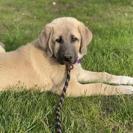 Anatolian Shepherd Dog and Australian Shepherd Puppies from Echolight Australian Shepherds