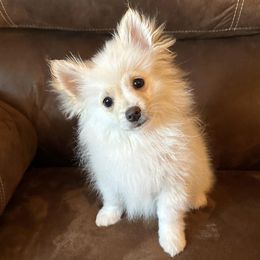 Pomeranians from Bri's Pomeranians