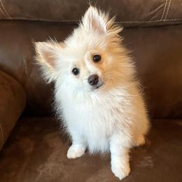Pomeranians from Bri's Pomeranians