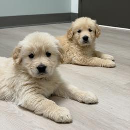 Golden Retriever Puppies from Glimmer Goldens