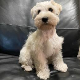 Dolchi - White female Miniature Schnauzer puppy in Oviedo, Florida from Tamed by Emmy (Emariella’s Miniature Schnauzers)