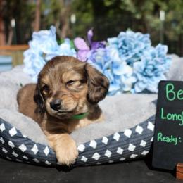 Benji (Green collar) - Cream male Dachshund puppy in Prospect, Oregon from Spunky Sausage Pups
