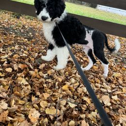 Portuguese Water Dog Puppies from Cornerstones Porties