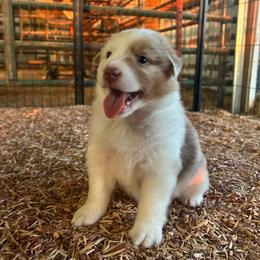Top Draft Miss Brush Creek - Red merle female Australian Shepherd puppy in Washington, Oklahoma from Top Draft Genetics