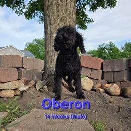 Oberon - Black male Labradoodle puppy in Genoa City, Wisconsin from Sakura Pups