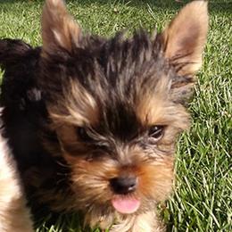 Male4-0234 - Blue and gold male Yorkshire Terrier puppy in Baraga, Michigan from Ojibwa Yorkies