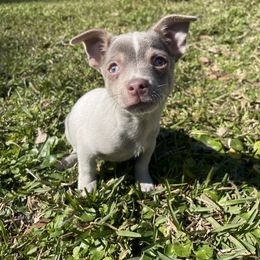 Chihuahua Puppies from Little Paws