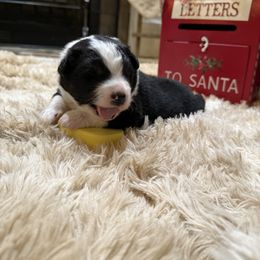 Apollo - Black tri male Miniature Australian Shepherd puppy in Signal Mountain, Tennessee from D & D Miniature and Toy Australian Sheppards