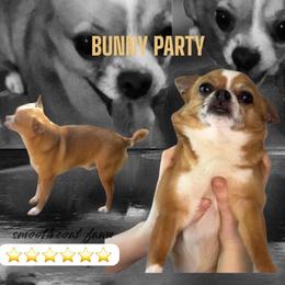Bunny - Chihuahua