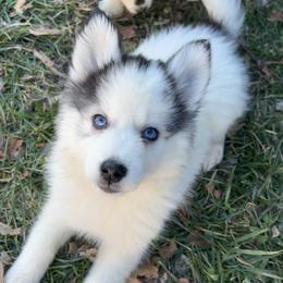Miley - Black and white female Pomsky puppy in Henderson, Kentucky from Paris Pomskies