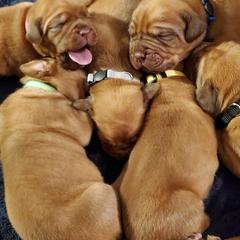 Dogue de Bordeaux Puppies from Toni  Young