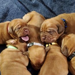 Dogue de Bordeaux Puppies from Toni  Young