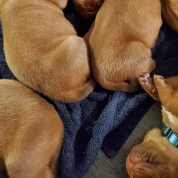 Dogue de Bordeaux Puppies from Toni  Young