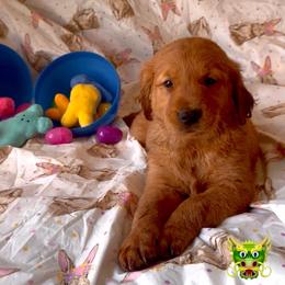 Tbd - Dark golden male Golden Retriever puppy in Fisher, Illinois from Aslan's Pride of Fidei Family Farms