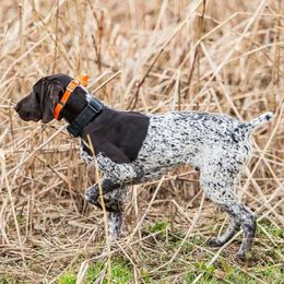 Ramsey - German Shorthaired Pointer