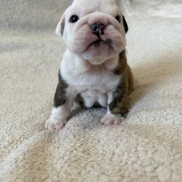 Asher - Brindle male Bulldog puppy in Murfreesboro, Tennessee from Teddy Bear Bulldogs
