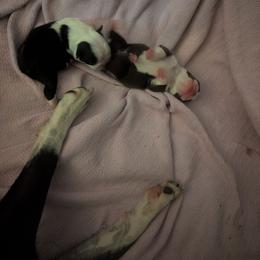 Girl 3 - Seal and white female Boston Terrier puppy in Thomasville, North Carolina from Jamie's Boston Terrier Babies